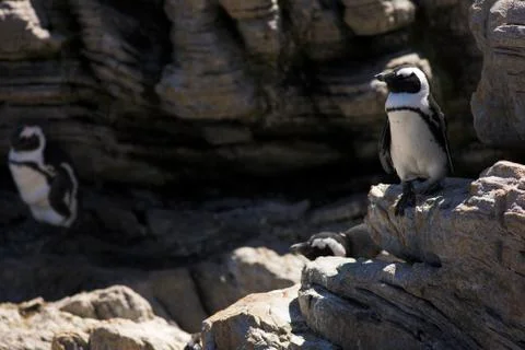 Jackass penguins on the rocks Stock Photos