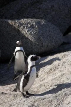 Jackass penguins on the rocks Stock Photos