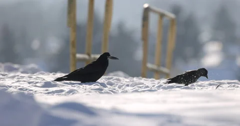 Jackdaw and Rook Walking on Deep Snow, 4K slomo Stock Footage 163954400
