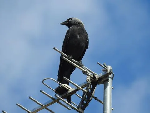 Jackdaw on an antenna Stock Photos