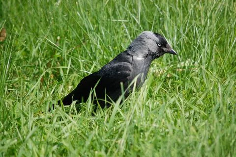 Jackdaw on the background of green grass in the city Stock Photos