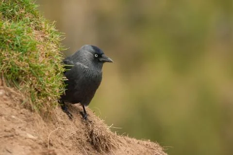 Jackdaw background Stock Photos
