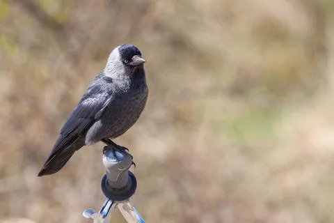Jackdaw on a bicycle steer Stock Photos