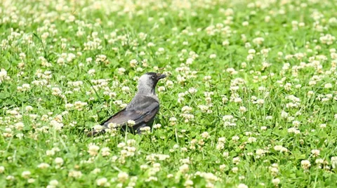 Jackdaw bird Stock Footage 28982375