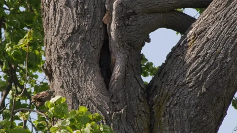 Jackdaw bird 스톡 동영상 241693030