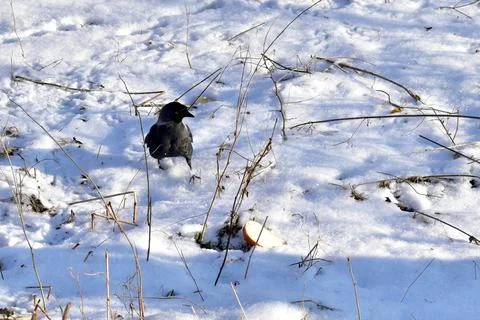 The jackdaw bird found a piece of bread in the snow. Stock Photos