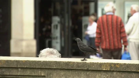 Jackdaw in city Video stock 8824926