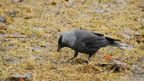 Jackdaw close-up autumn Stock Footage 151417584