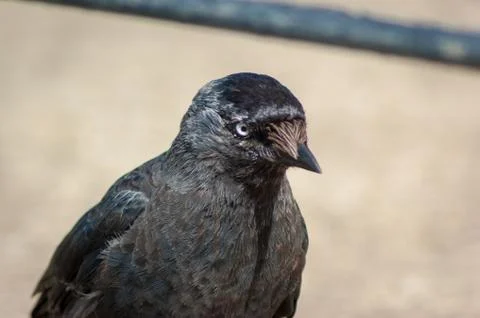 Jackdaw Closeup Stock Photos