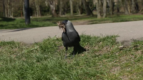 Jackdaw collects branches 動画素材 154660246