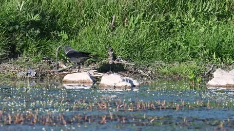 Jackdaw Coloeus monedula in the wild Stock-Footage 197336619