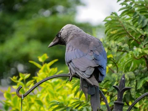 Jackdaw, Corvus monedula. Back view of bird in garden. Foto stock