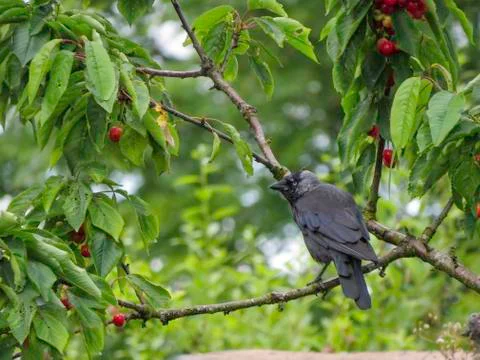 Jackdaw, Corvus monedula, in cherry tree with red fruit. Stock-Fotos