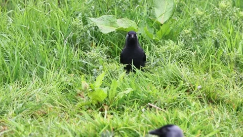 Jackdaw (Corvus monedula) Stock Footage 286974768