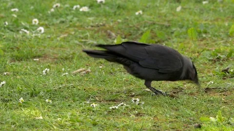 Jackdaw Corvus monedula foraging on short grass Stock Footage 82655566