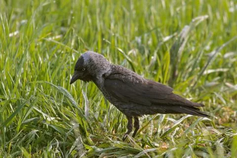 Jackdaw (corvus monedula) 스톡 사진
