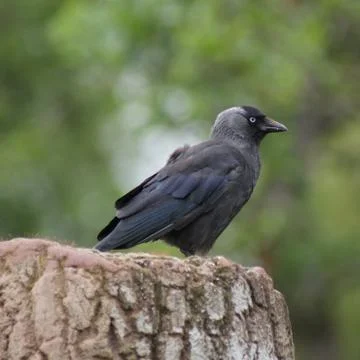 Jackdaw - Corvus monedula Stock Photos