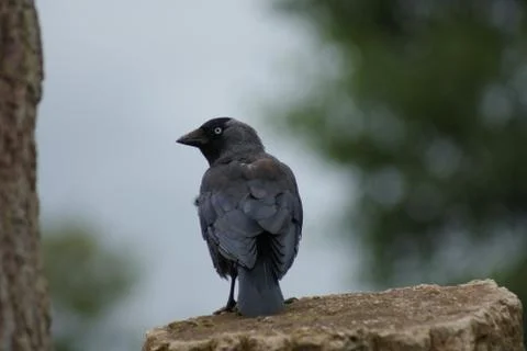 Jackdaw - Corvus monedula Stock Photos