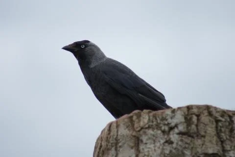 Jackdaw - Corvus monedula Stock Photos