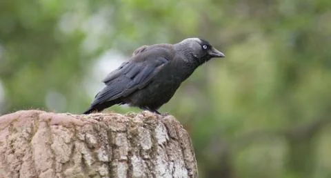 Jackdaw - Corvus monedula Stock-Fotos