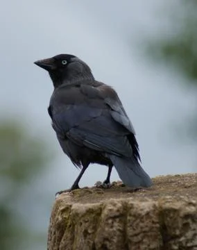 Jackdaw - Corvus monedula Stock Photos