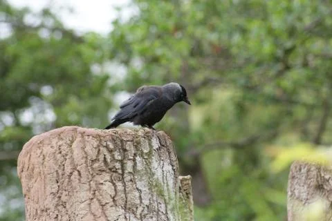Jackdaw - Corvus monedula Stock Photos