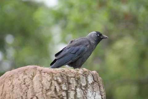 Jackdaw - Corvus monedula Stock-Fotos