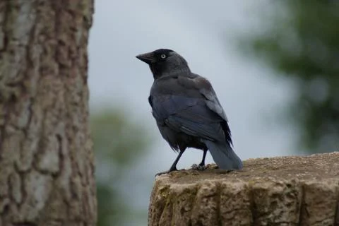 Jackdaw - Corvus monedula Stock Photos