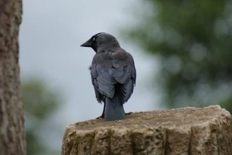 Jackdaw - Corvus monedula Stock Photos
