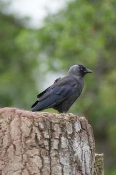 Jackdaw - Corvus monedula Foto stock