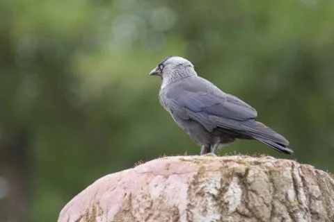 Jackdaw - Corvus monedula 스톡 사진