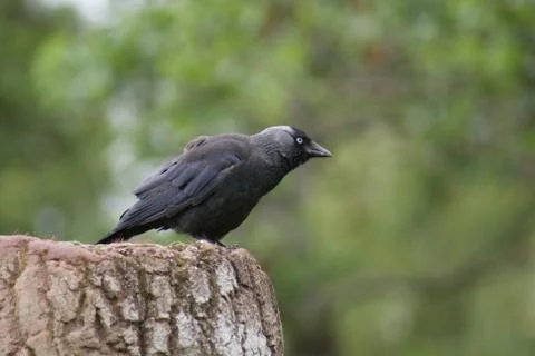 Jackdaw - Corvus monedula 스톡 사진