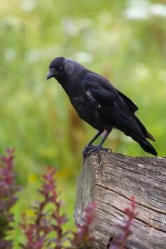 Jackdaw  Corvus monedula Stock Photos