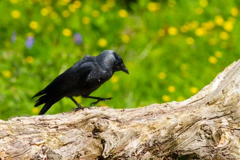 Jackdaw (Corvus monedula) Stock Photos