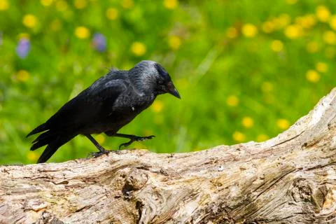 Jackdaw (Corvus monedula) Stock Photos