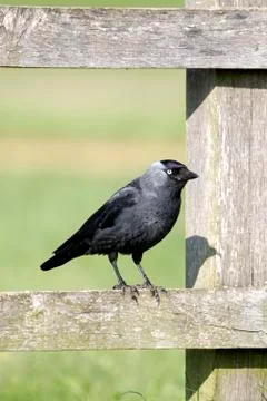 Jackdaw, Corvus monedula Stock Photos