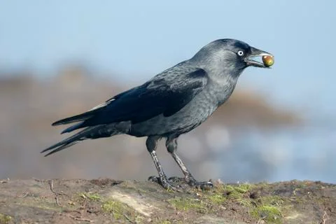 Jackdaw, Corvus monedula Foto stock