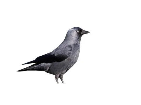 Jackdaw, Corvus monedula Stock Photos