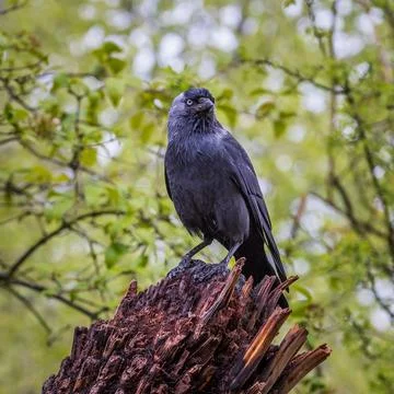Jackdaw (Corvus monedula) Stock Photos