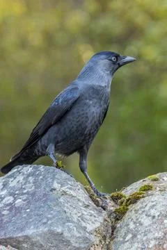 Jackdaw (Corvus monedula) Stock Photos
