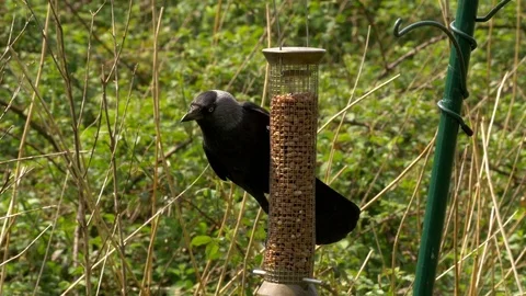 Jackdaw Corvus monedula taking peanuts from feeder Stock Footage 82655500
