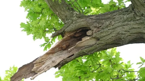 Jackdaw Corvus monedula walks down branch and enters nesthole Stock-Footage 82666415