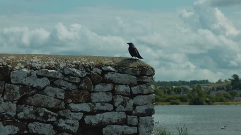 Jackdaw crow avoiding person Stock Footage 114178254