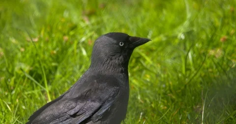 Jackdaw crow bird head and beak close up slow motion Stock Footage 108456640