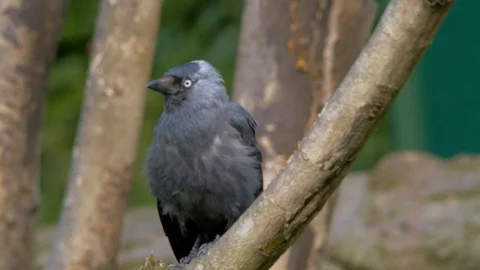 Jackdaw Crow as it hops up a branch (Close up) Stock Footage 114643853