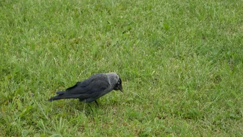 Jackdaw does not want to give food to the chick. Video stock 134867513