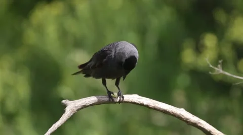 Jackdaw eating Stock Footage 66430154