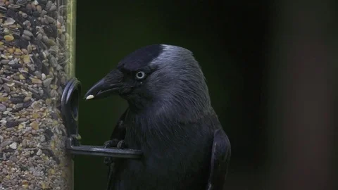 Jackdaw eating from forage pit 動画素材 76583261