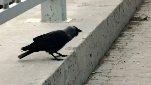 Jackdaw eats food on concrete Stock Footage 76940003