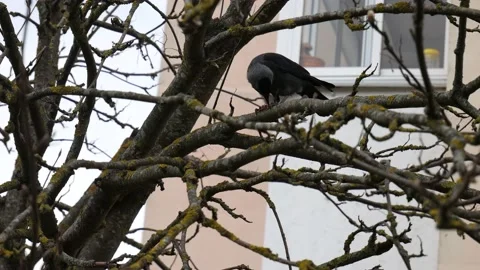 Jackdaw eats on a tree branch against the background of a window. Stock-Footage 131546518